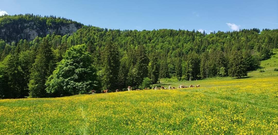 Place Royale Pour 10 A 12 Personnes A 30 Met Des Pistes De Ski Et Vtt Метаб'єф Екстер'єр фото